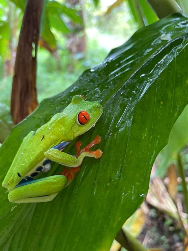 Rana de ojos rojos sobre una hoja