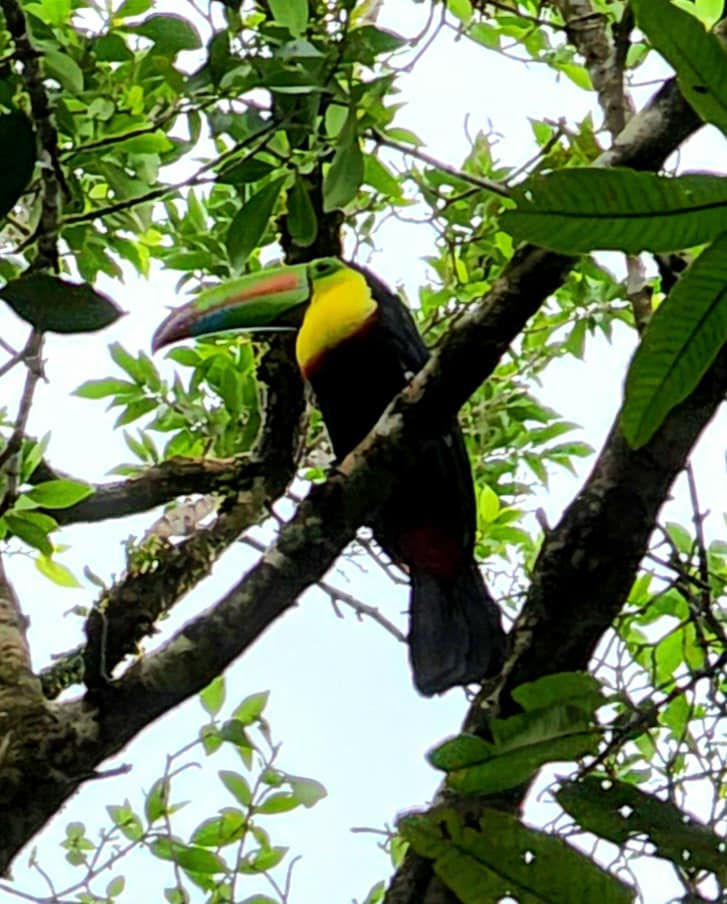 Tucán pico iris en la selva